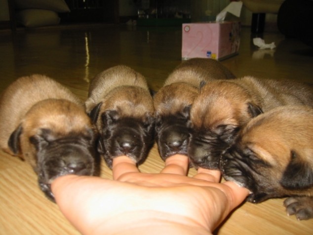 A picture of 5 new puppies, each suckling on a finger of their owner's hand.