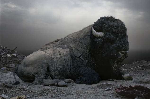 Animal Portraits - Simen Johan - 01