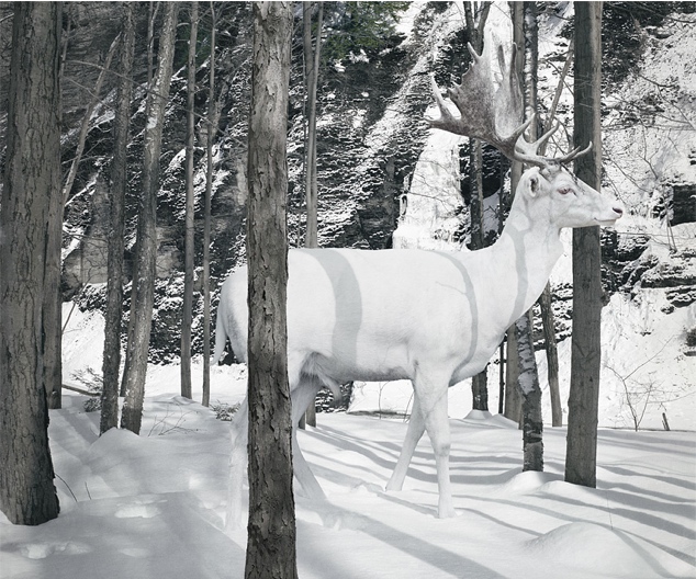 Animal Portraits - Simen Johan - 02
