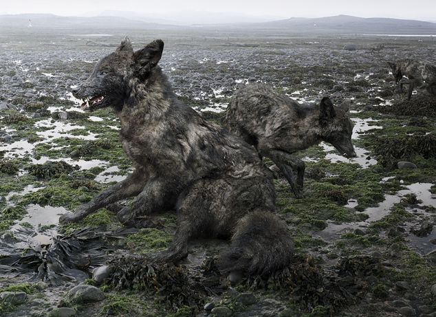 Animal Portraits - Simen Johan - 03