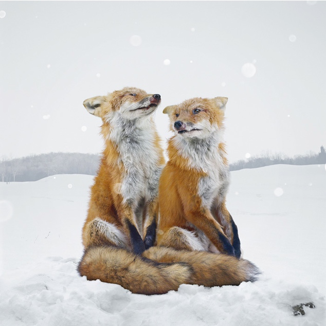 Animal Portraits - Simen Johan - 04