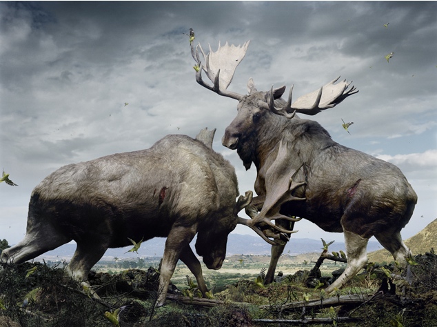 Animal Portraits - Simen Johan - 05