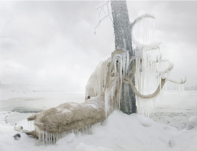 Animal Portraits - Simen Johan - 06