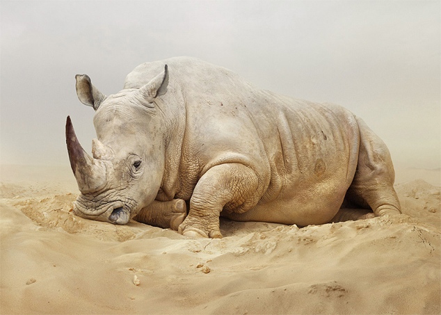Animal Portraits - Simen Johan - 07