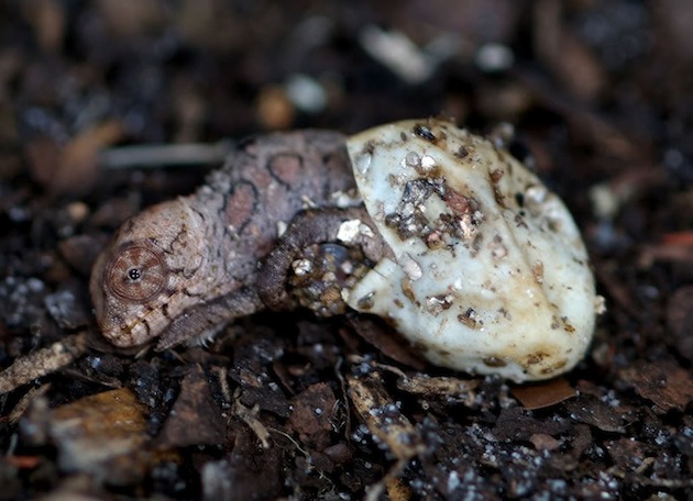 Animals Hatching - 01