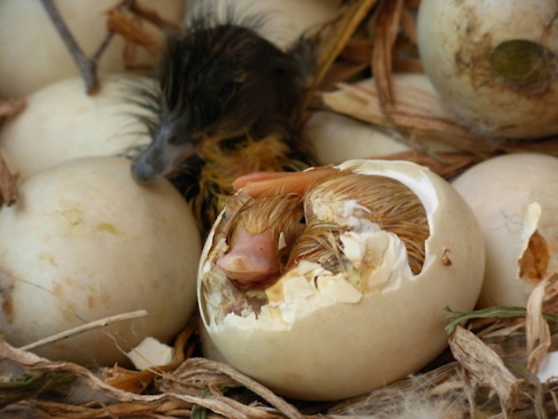 Animals Hatching - 03