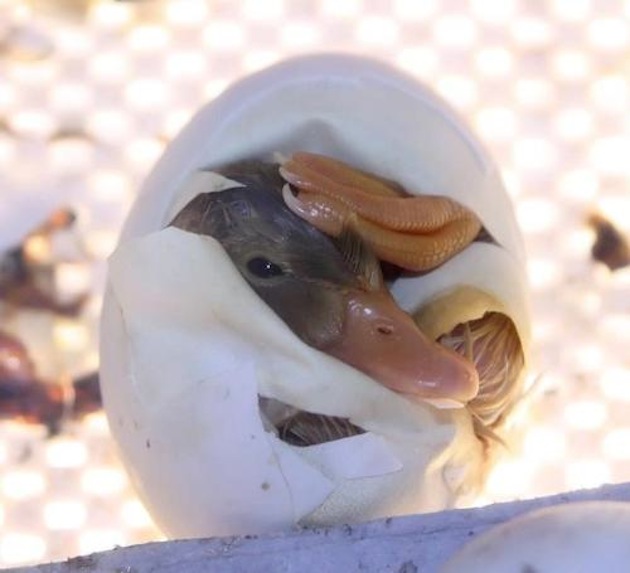 Animals Hatching - 04