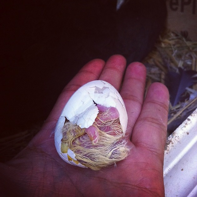 Animals Hatching - 05