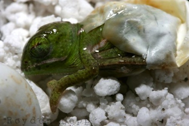 Animals Hatching - 06