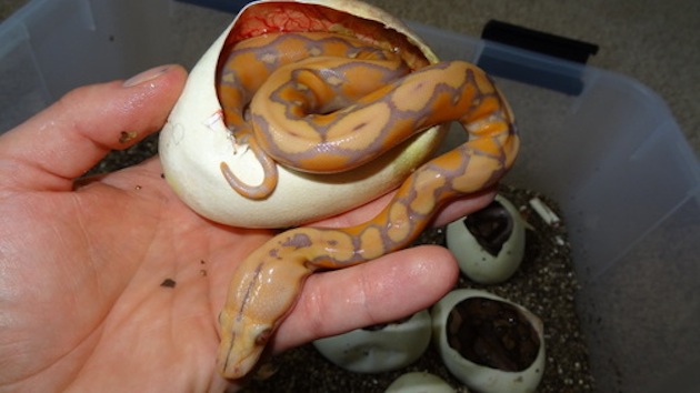 Animals Hatching - 07