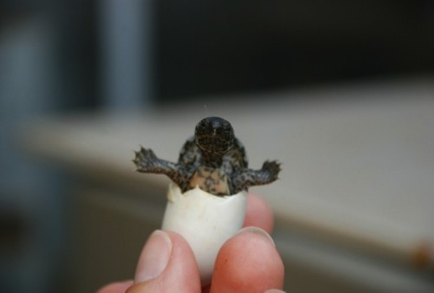 Animals Hatching - 09