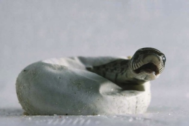 Animals Hatching - 10