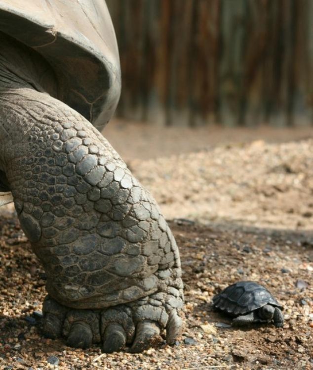 Animals and Their Babies - 01