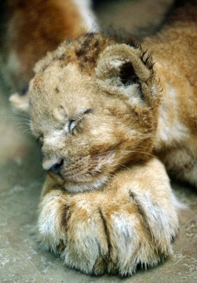 Animals and Their Babies - 02