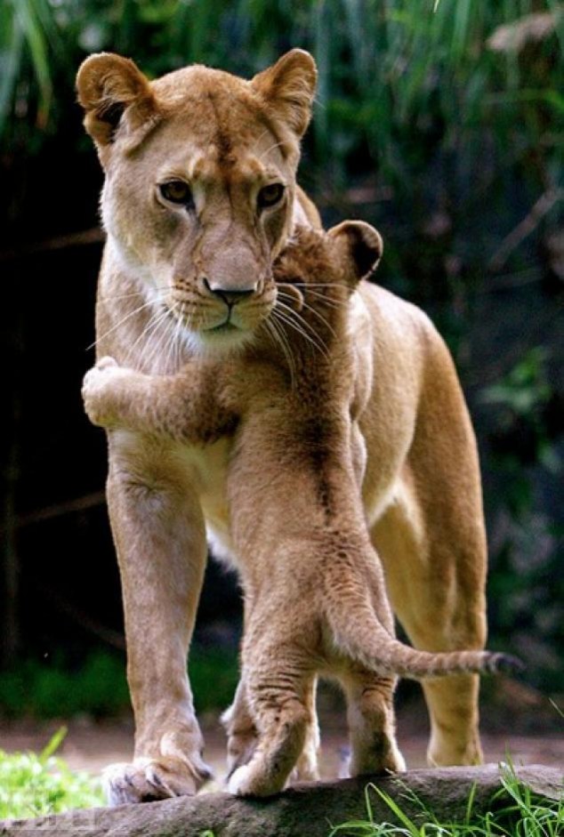 Animals and Their Babies - 03