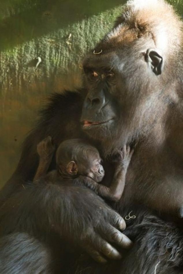 Animals and Their Babies - 04