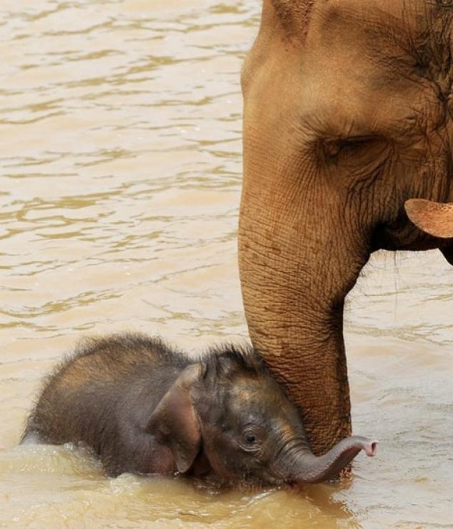 Animals and Their Babies - 05