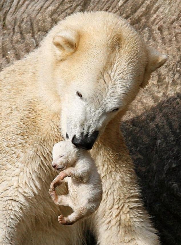 Animals and Their Babies - 06