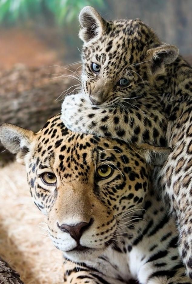 Animals and Their Babies - 07