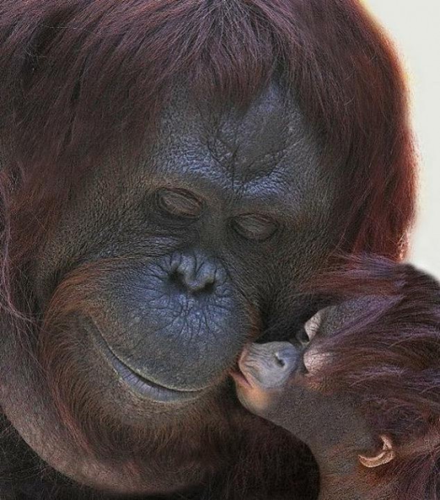 Animals and Their Babies - 08