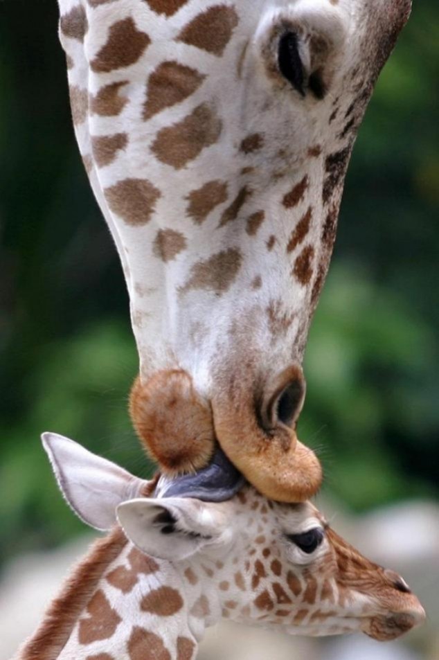 Animals and Their Babies - 09