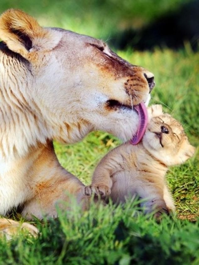 Animals and Their Babies - 10