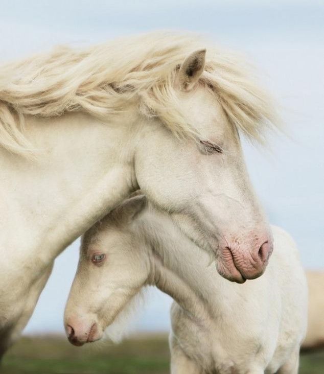 Animals and Their Babies - 11