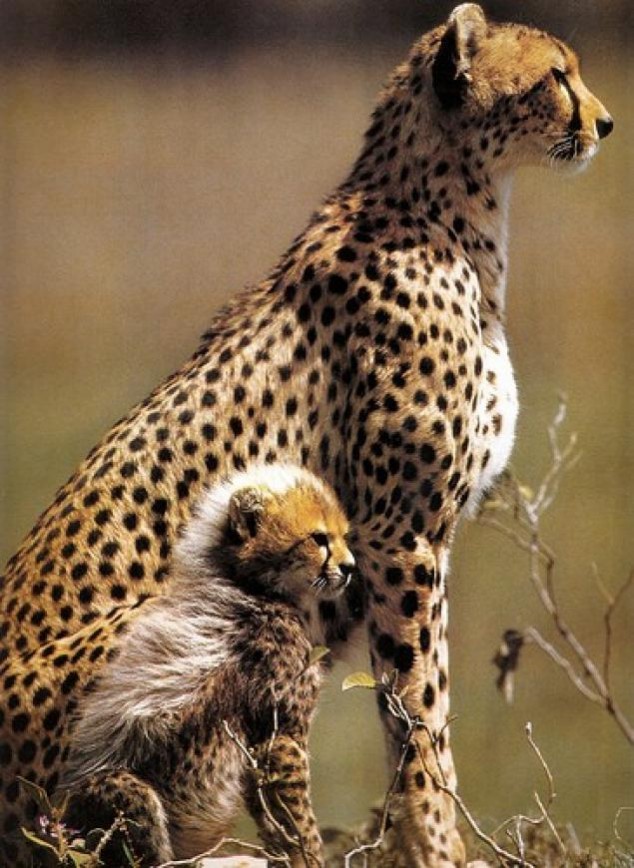 Animals and Their Babies - 12