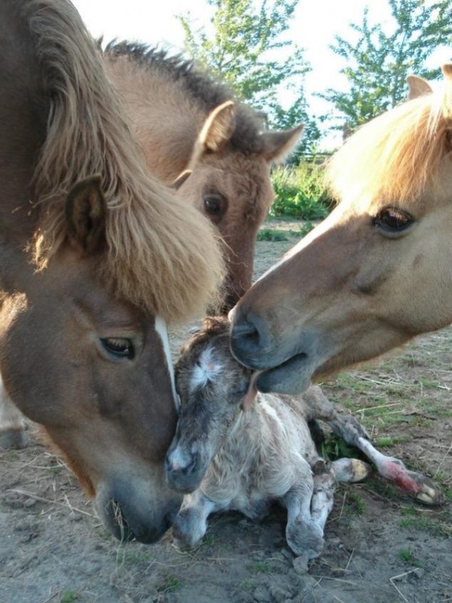 Animals and Their Babies - 13