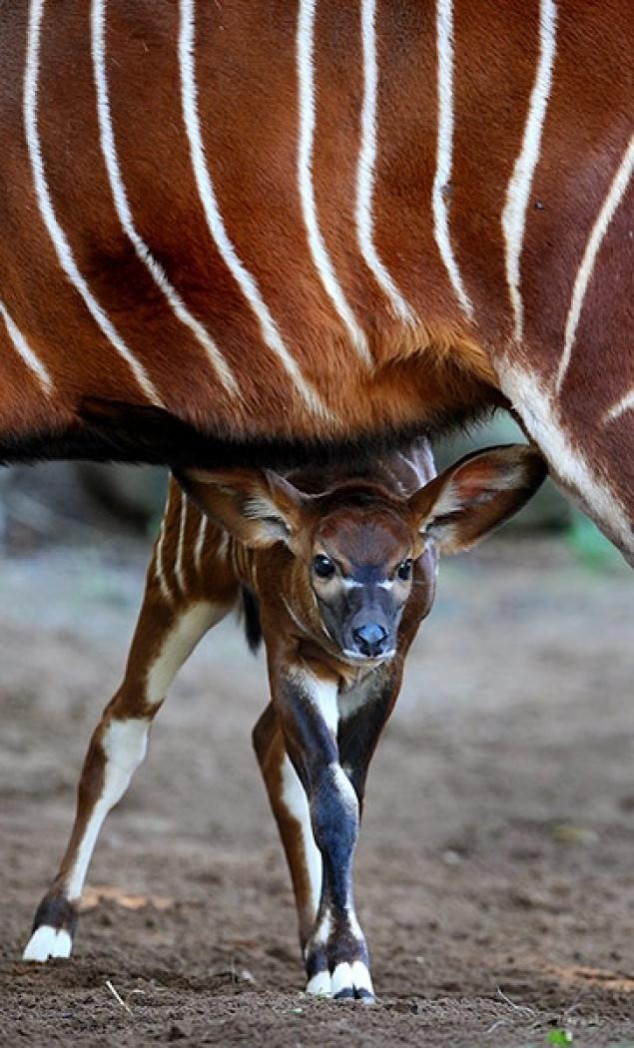 Animals and Their Babies - 14