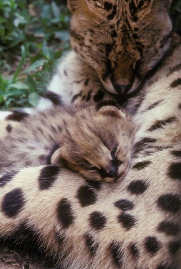 Animals and Their Babies - 15