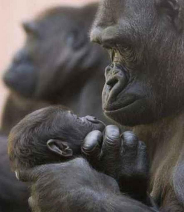 Animals and Their Babies - 16