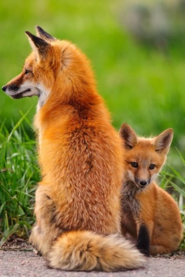 Animals and Their Babies - 17