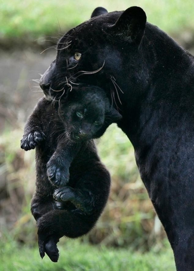 Animals and Their Babies - 18