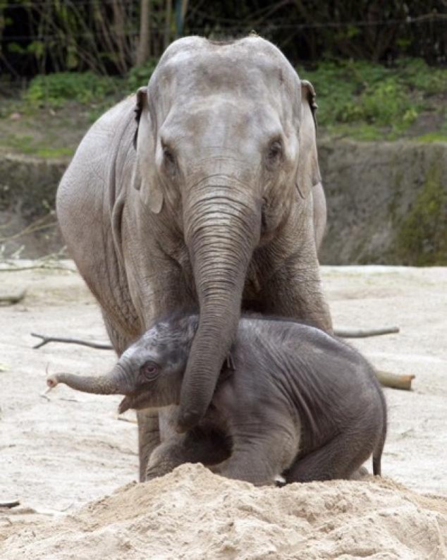 Animals and Their Babies - 20