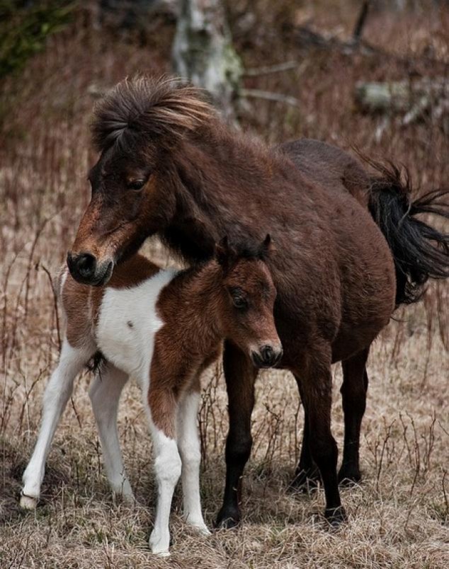 Animals and Their Babies - 21