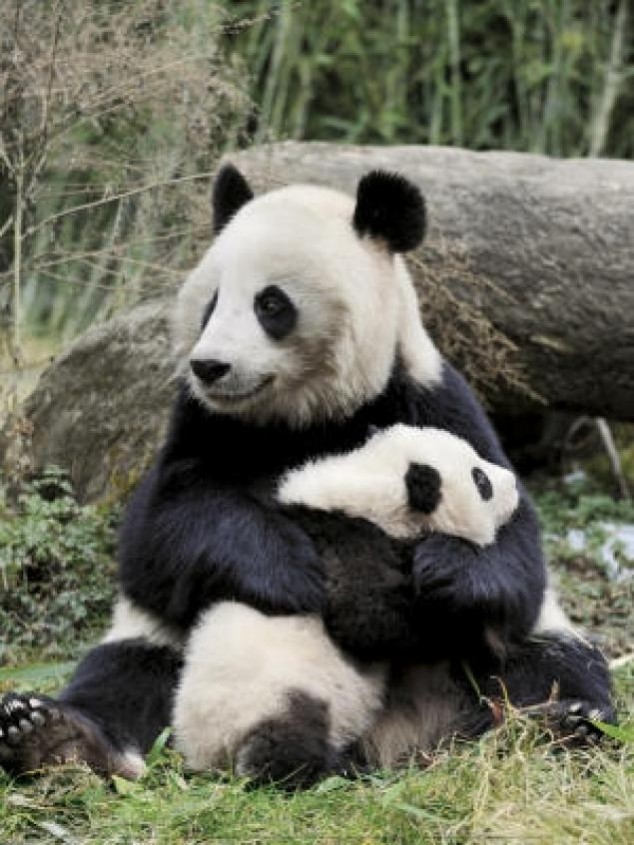 Animals and Their Babies - 22
