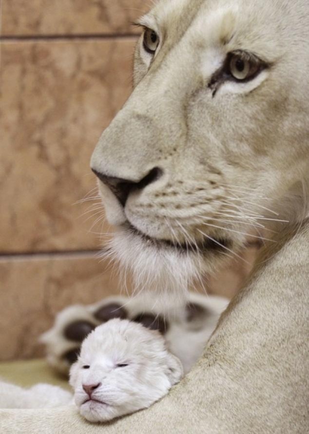 Animals and Their Babies - 23