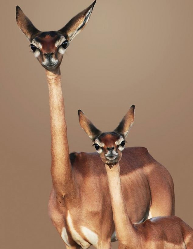 Animals and Their Babies - 24