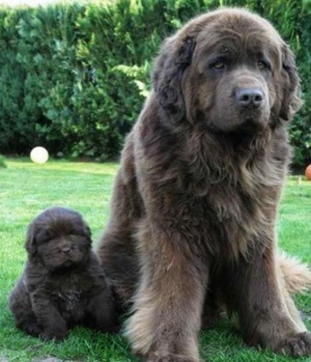 Animals and Their Babies - 25