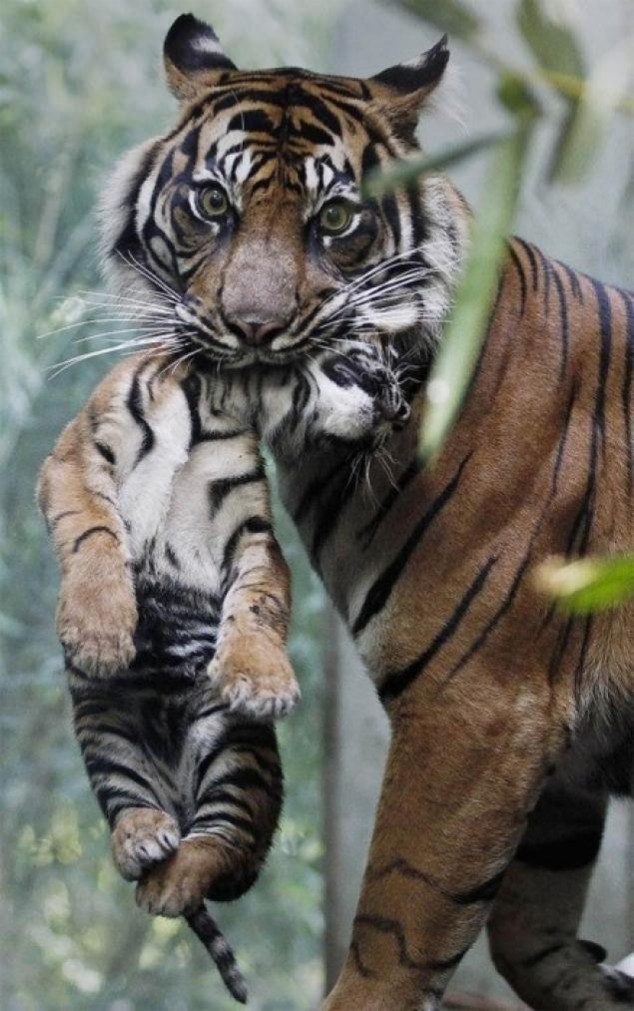 Animals and Their Babies - 26