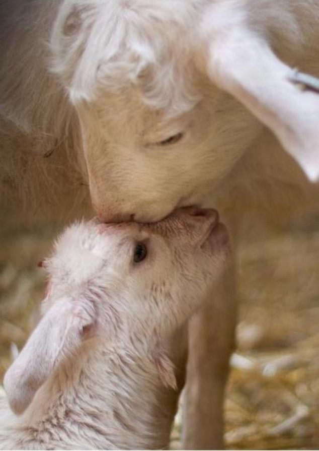 Animals and Their Babies - 27