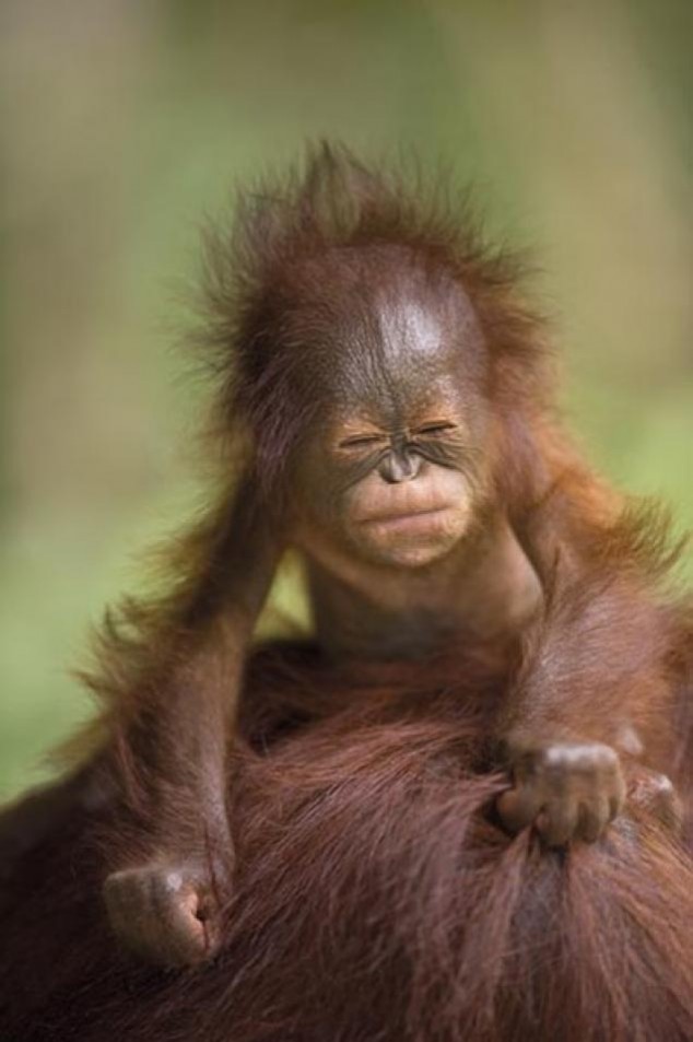 Animals and Their Babies - 28
