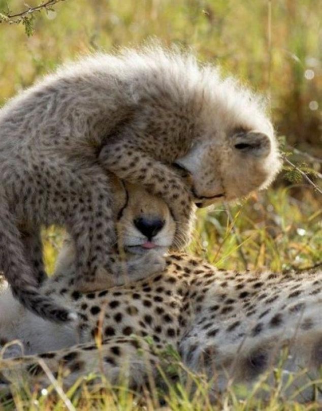 Animals and Their Babies - 29