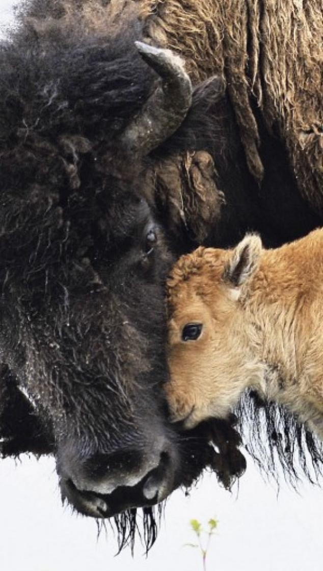 Animals and Their Babies - 30