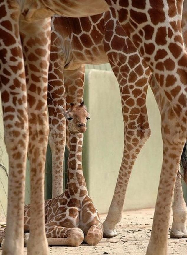 Animals and Their Babies - 31