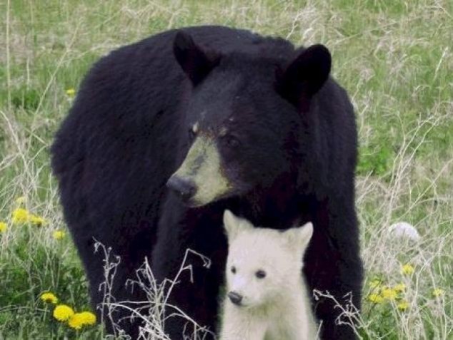 Animals and Their Babies - 32