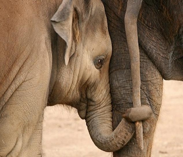 Animals and Their Babies - 33