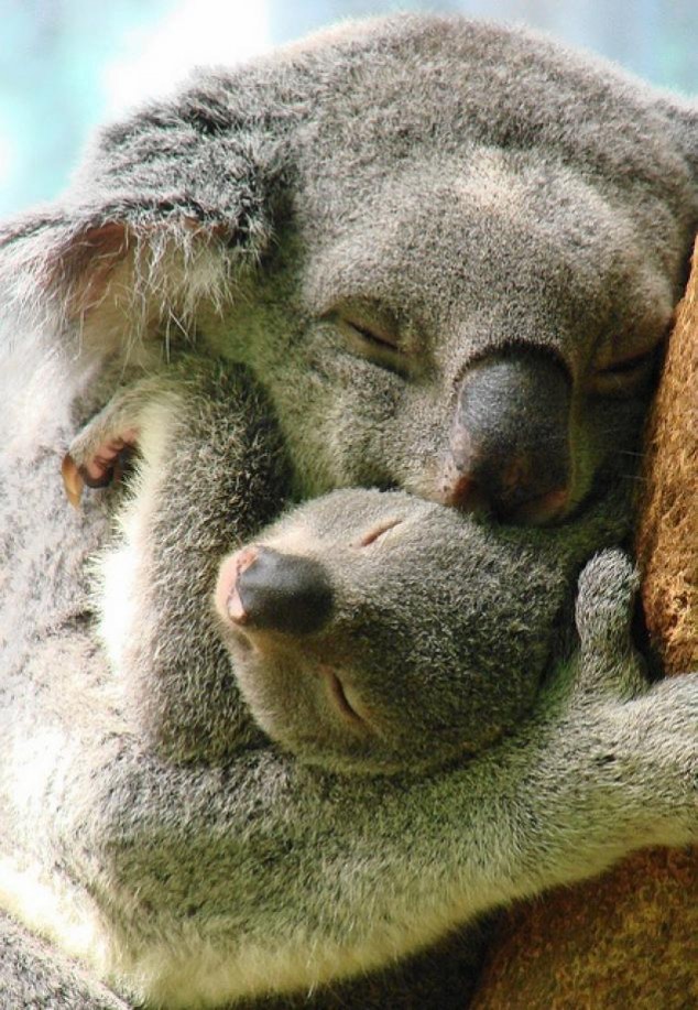 Animals and Their Babies - 34