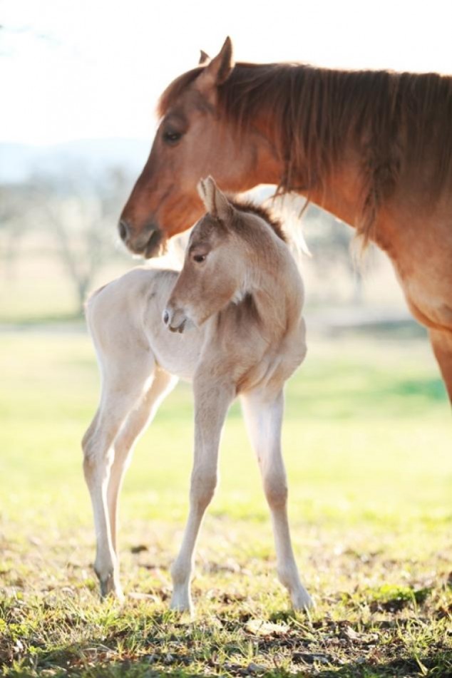 Animals and Their Babies - 35
